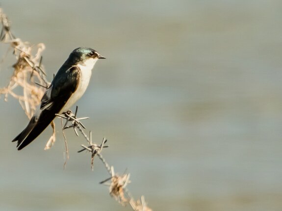 Hirondelle des mangroves