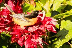 Turpial de Baltimore (Oriole de Baltimore)_231205_5842-2 null