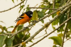 Turpial de Baltimore (Oriole de Baltimore)_231205_5909-2 null