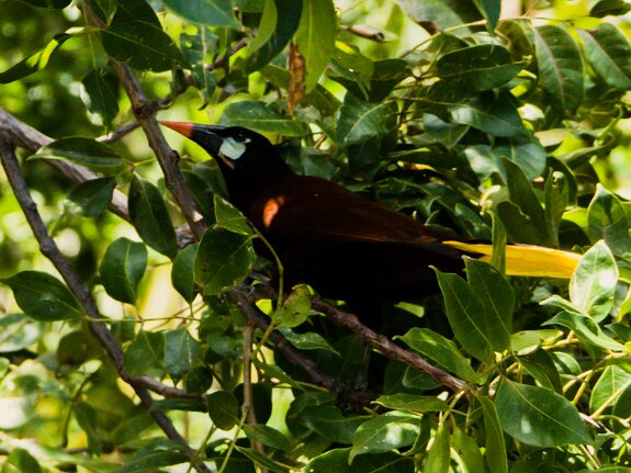 Cassique de Montezuma