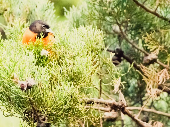 Oriole de Baltimore