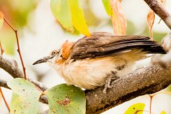 Bare-cheeked Babbler (Cratérope à joues nues)_737A9175-2 null
