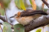 Bare-cheeked Babbler (Cratérope à joues nues) Namibie - Huanib River