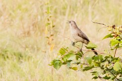 Hartlaub's Babbler (Cratérope de Hartlaub)_7D2_1115 null
