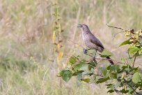 Hartlaub's Babbler (Cratérope de Hartlaub) Chobe National Park