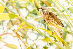 Hartlaub's Babbler (Cratérope de Hartlaub)_x737A4005-2 null