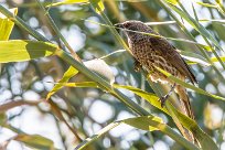 Hartlaub's Babbler (Cratérope de Hartlaub) Hartlaub's Babbler (Cratérope de Hartlaub)