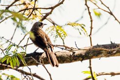 Hartlaub's Babbler (Cratérope de Hartlaub)_x737A4327-2 null