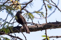 Hartlaub's Babbler (Cratérope de Hartlaub) Hartlaub's Babbler (Cratérope de Hartlaub)