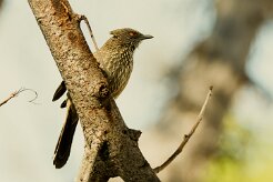 Hartlaub's Babbler (Cratétope de Hartlaub_7D2_2632 null