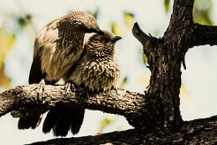 Arrow-marked Babbler (Cratérope fléché)_x737A4507-2 null