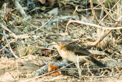 Bare-cheeked babbler (Turdoides gymnogenys)-737A9038-2 null