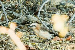 Bare-cheeked babbler (Turdoides gymnogenys)-737A9043-2 null