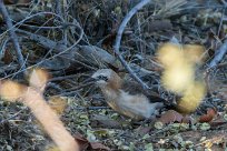 Bare-cheeked babbler (Cratérope à joues nues) Twyfelfontein