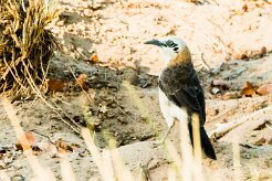 Bare-cheeked babbler (Turdoides gymnogenys)-737A9219-2 null