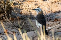 Bare-cheeked babbler (Cratérope à joues nues) Twyfelfontein et Huad River - Damaraland - Namibie