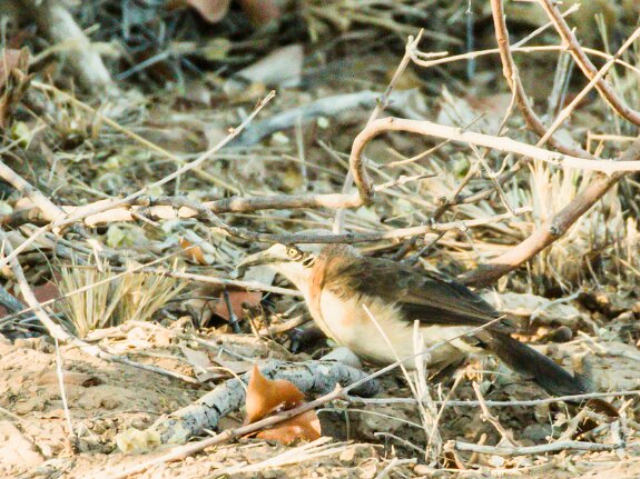 Turdoides gymnogenys