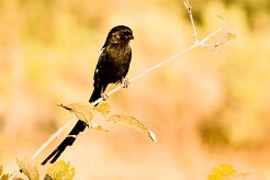 Magpie Shrike (Corvinelle pie)_7D2_1491 null