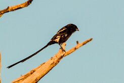 Magpie shrike (Corvinelle noir et blanc)_x737A3552-2 null