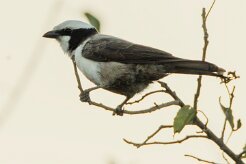 Southern White-crowned Shrike (Eurocéphale à couronne blanche)_7D2_1483 null