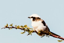 Southern White-crowned Shrike-737A9890 null