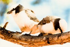 Southern White-crowned Shrike_737A3177-2 null
