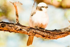 Southern White-crowned Shrike_737A3183-2 null