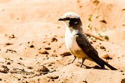 Southern White-crowned Shrike_x737A4081-2 null