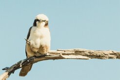 Southern White-crowned Shrike_x737A4729-2 null