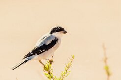 Lesser Grey Shrike (Pie-grièche à poitrine rose)_737A4115 null