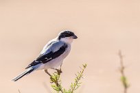 Lesser Grey Shrike (Pie-grièche à poitrine rose) Kalahari