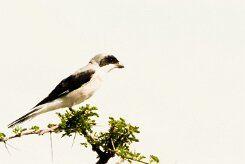 Lesser Grey Shrike (Pie-grièche à poitrine rose)_737A5007-2 null