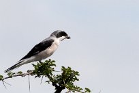 Lesser Grey Shrike (Pie-grièche à poitrine rose) Etosha