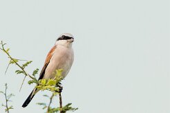 Red-backed Shrike (Pie-grièche écorcheur)_737A5606-2 null