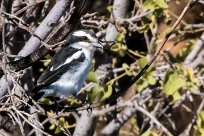 Brubru (Brubru africain) Etendeka - Damaralnd - Namibie