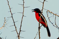 Crimson-breasted Shrike (Gonolek rouge et noir)_737A0353 null