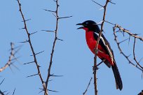 Crimson-breasted Shrike (Gonolek rouge et noir) Namibie - Waterberg