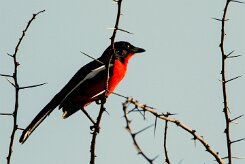 Crimson-breasted Shrike (Gonolek rouge et noir)_737A0358 null