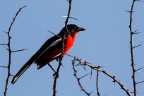 Crimson-breasted Shrike (Gonolek rouge et noir) Namibie - Waterberg