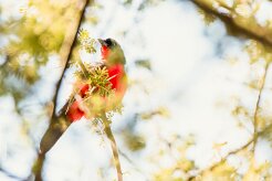 Crimson-breasted Shrike (Gonolek rouge et noir)_737A2836-2 null