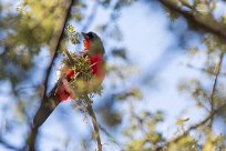 Crimson-breasted Shrike (Gonolek rouge et noir) Du côté d'Omaruru