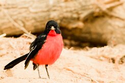 Crimson-breasted Shrike (Gonolek rouge et noir)_737A9182 null
