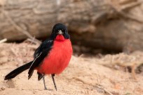 Crimson-breasted Shrike (Gonolek rouge et noir) Namibie - Huanib River