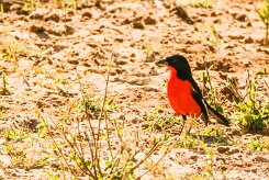 Crimson-breasted Shrike (Gonolek rouge et noir)_x737A3823-2 null