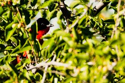 Crimson-breasted Shrike-(Gonolek rouge et noir)_737A5703-2 null
