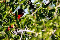 Crimson-breasted Shrike (Gonolek rouge et noir) Waterberg