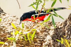 Crimson-breasted shrike (Gonolek rouge et noir)-737A0497-2 null