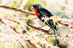 Crimson-breasted shrike (Gonolek rouge et noir)-737A9484-2 null