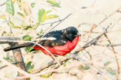 Crimson-breasted shrike (Gonolek rouge et noir)-737A9838-2 null