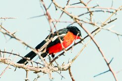Crimson-breasted shrike (Gonolek rouge et noir)-737A9897-2 null